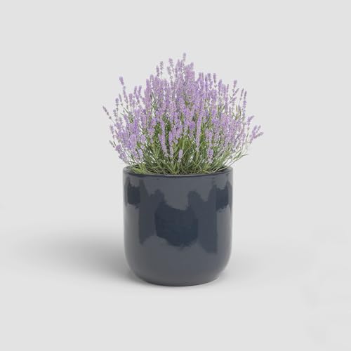 Artevasi Jupiter, Keramischer Blumentopf mit glasiertem Finish, 39cm, Nachtblau Artevasi Jupiter, Keramischer Blumentopf mit glasiertem Finish, 39cm, Nachtblau von Artevasi
