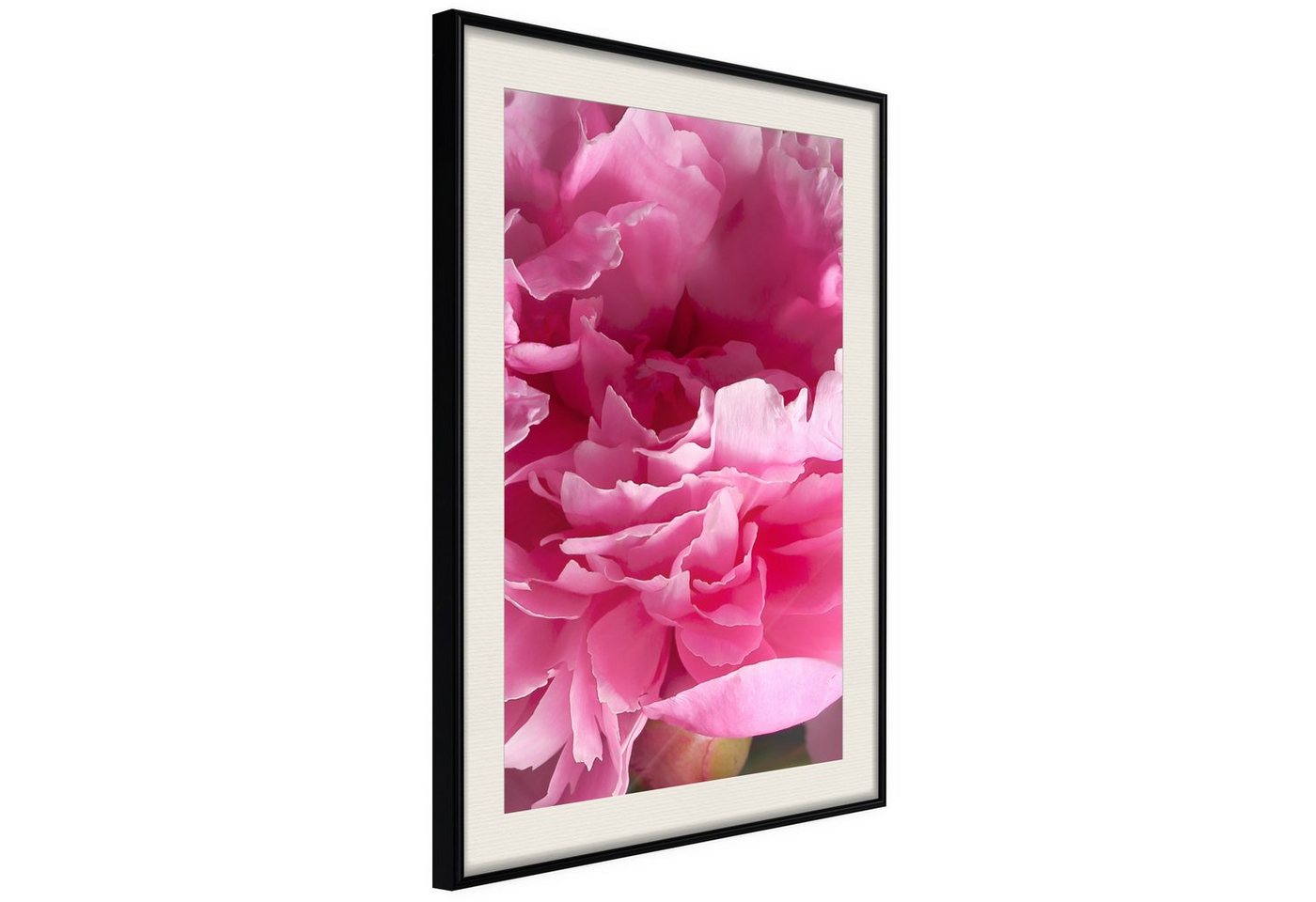 Artgeist Poster Beautiful Peonies von Artgeist