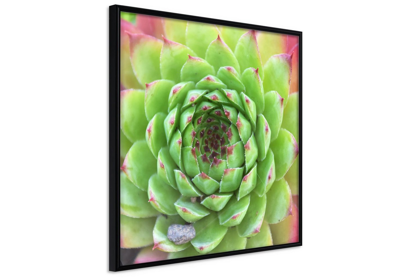 Artgeist Poster Succulent (Square) von Artgeist