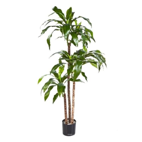 Artificielles.com - Künstliche Dracaena Fragrans 3 Stämme im Topf, Höhe 120 cm, Grün, Durchmesser 60 cm, Höhe: 120 cm, Farbe: Grün von Artificielles.com