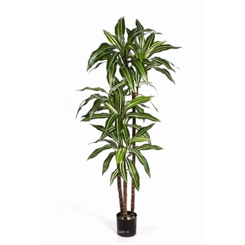 Artificielles.com - Künstliche Dracaena Fragrans 3 Stämme im Topf, Höhe 120 cm, Weiß/Grün, Durchmesser 60 cm, Höhe: 120 cm, Farbe: Weiß/Grün von Artificielles.com