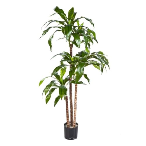 Artificielles.com - Künstliche Dracaena Fragrans 3 Stämme im Topf, Höhe 150 cm, Grün, Durchmesser 70 cm, Höhe: 150 cm, Farbe: Grün Artificielles.com - Künstliche Dracaena Fragrans 3 Stämme im Topf, Höhe 150 cm, Grün, Durchmesser 70 cm, Höhe: 150 cm, Farbe: Grün von Artificielles.com