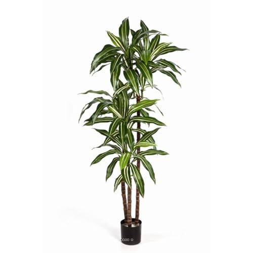 Artificielles.com - Künstliche Dracaena Fragrans 3 Stämme im Topf, Höhe 150 cm, Weiß/Grün, Durchmesser 70 cm, Höhe: 150 cm, Farbe: Weiß/Grün von Artificielles.com