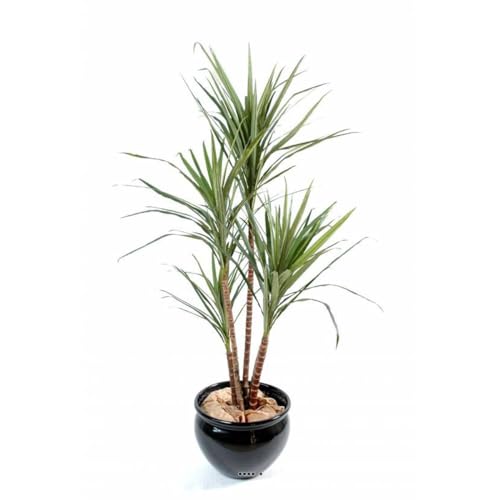 Artificielles.com - Künstliche Draceana Marginata im Topf, Höhe 160 cm, Grün-Rot von Artificielles.com
