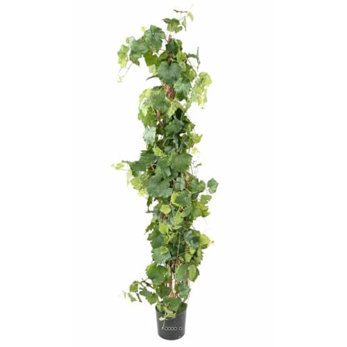 Artificielles.com - Künstliche Weinrebe im Topf, Höhe 200 cm von Artificielles.com