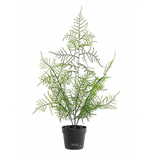 Artificielles.com - Künstlicher Asparagus im Topf, 50 cm hoch von Artificielles.com
