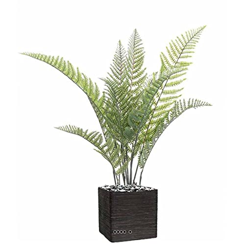 Artificielles.com - Künstlicher Cyathea-Baumfarn im Topf, Höhe 100 cm, grün außen Artificielles.com - Künstlicher Cyathea-Baumfarn im Topf, Höhe 100 cm, grün außen von Artificielles.com
