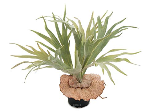 Artificielles.com - Platycerium bifurcatum künstlich im Topf, H 30 cm, D 40 cm von Artificielles.com