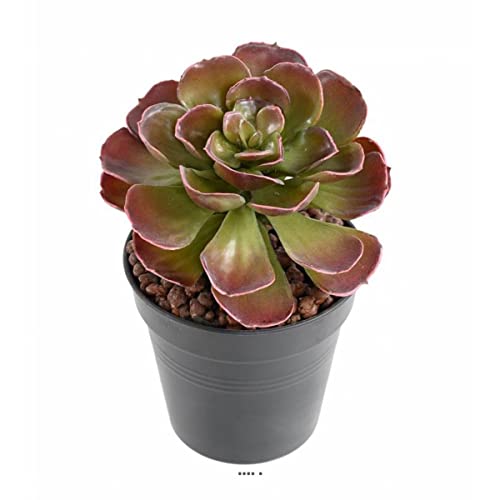 Artificielles.com - Wunderschöner künstlicher Crassula, Höhe 22 cm, grün-rot im Erdspieß von Artificielles.com