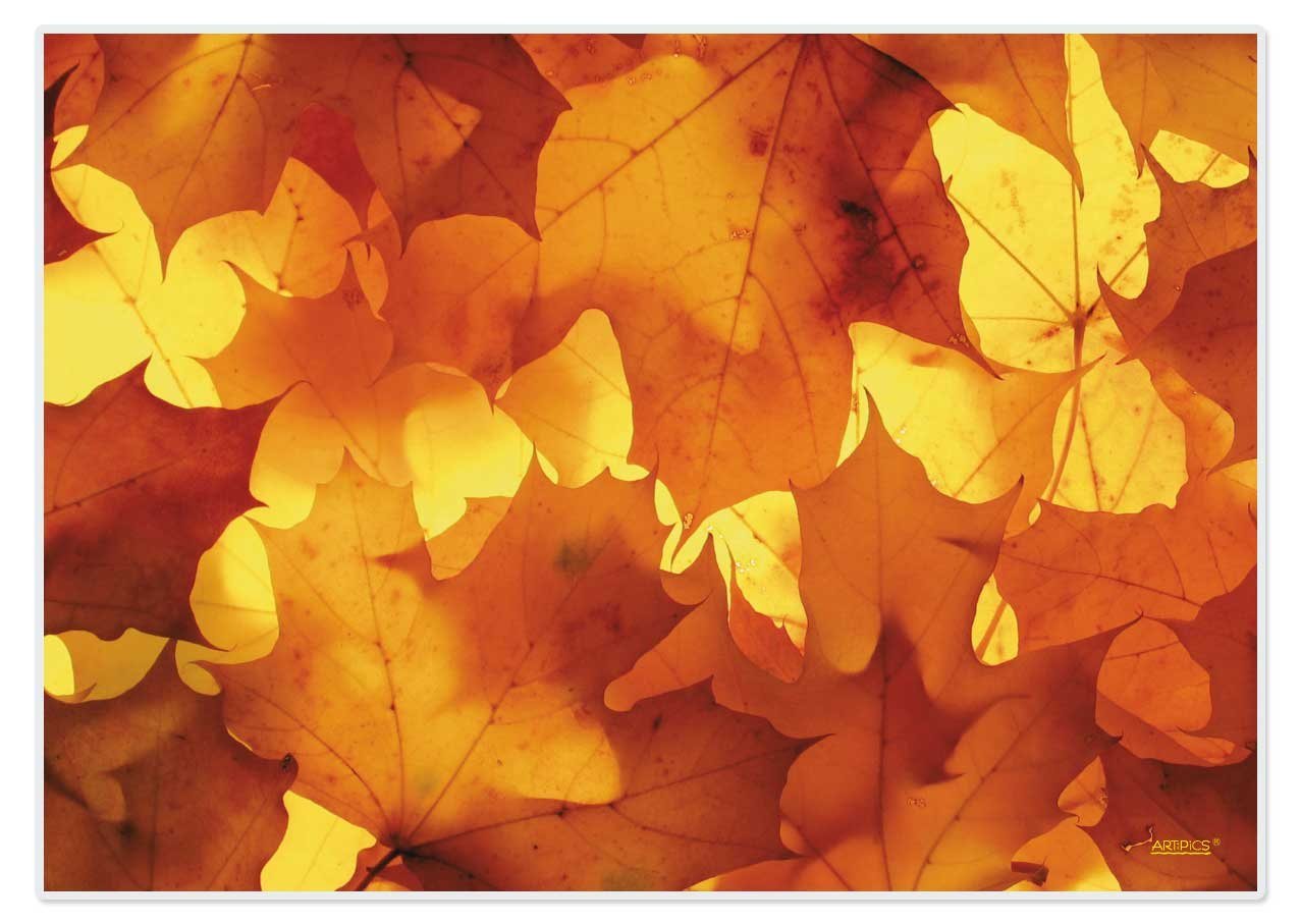 Platzset, Artipics Tischsets Herbstgold Platzsets Abwaschbar Kunststoff 4 Stück je 42 x 30 cm Platzdeckchen, Artipics Tischkunst, (1-St) von Artipics Tischkunst