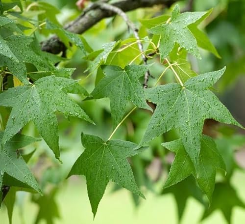 Amerikanischer Amberbaum, Liquidambar styraciflua, 140-160cm im Topf von Artländer Pflanzenhof