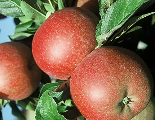 Apfelbaum `Roter Berlepsch´, alte Apfelsorte, Buschbaum, 120-140cm im 10L Topf Apfelbaum `Roter Berlepsch´, alte Apfelsorte, Buschbaum, 120-140cm im 10L Topf von Artländer Pflanzenhof