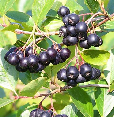 Aronia, Apfelbeere `Hugin´, ca. 60cm, im Topf von Artländer Pflanzenhof