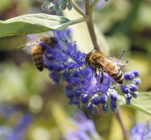 Bartblume `Kew Blue´, Caryopteris clandonensis, ca.60cm, im Topf von Artländer Pflanzenhof