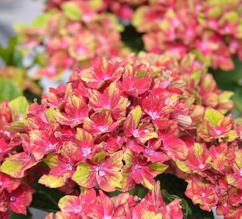Bauern-Hortensie `Schloss Wackerbarth´, Hydrangea macrophylla, 30-60cm im 3L-Topf von Artländer Pflanzenhof