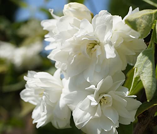 Bauern-Jasmin`Schneesturm´, Philadelphus coronarius, mehrtriebig, 60-80cm im 5L-Topf von Artländer Pflanzenhof