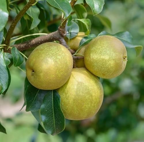 Benita, Kreuzung aus Birne und Nashi, Pyrus, Buschbaum (kleinbleibend) 120-140cm im Topf von Artländer Pflanzenhof