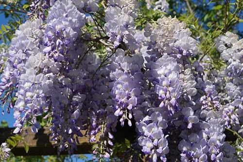 Chinesischer Blauregen `Prolific´, Wisteria sinensis, Gestäbt, 40-60cm im 2L-Topf. Chinesischer Blauregen `Prolific´, Wisteria sinensis, Gestäbt, 40-60cm im 2L-Topf. von Artländer Pflanzenhof