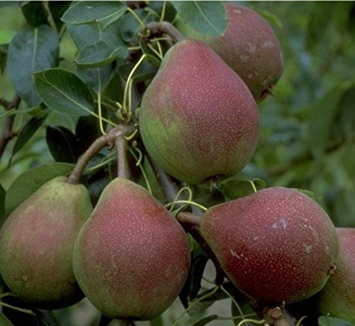 Clapps Liebling, Sommerbirne, Buschbaum (kleinbleibend), 120-150cm im 10L Topf von Artländer Pflanzenhof