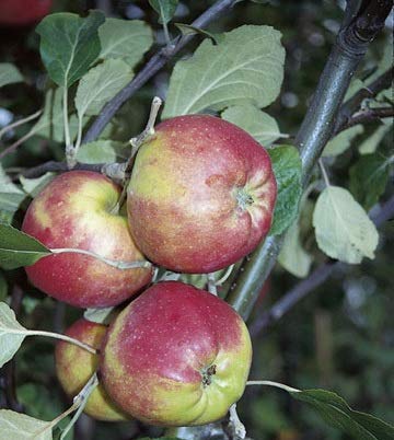 Danziger Kantapfel, sehr alte Apfelsorte, Buschbaum (kleinbleibend), 120-140cm im Topf von Artländer Pflanzenhof