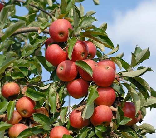 Elstar, Winterapfel, Buschbaum (kleinbleibend), 120-140cm, im Topf von Artländer Pflanzenhof