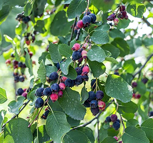 Felsenbirne `Greatberry Farm ®´, Amelanchier alnifolia, 60-100cm im Topf von Artländer Pflanzenhof