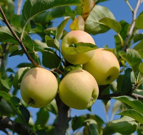 Golden Delicious, Apfelbaum, Buschbaum (kleinbleibend), 100-120cm im Topf von Artländer Pflanzenhof