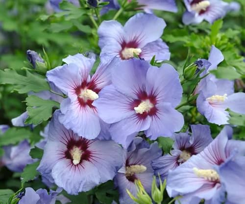 Hibiskus, Garteneibisch `Marina´, 40-60cm im Topf von Artländer Pflanzenhof