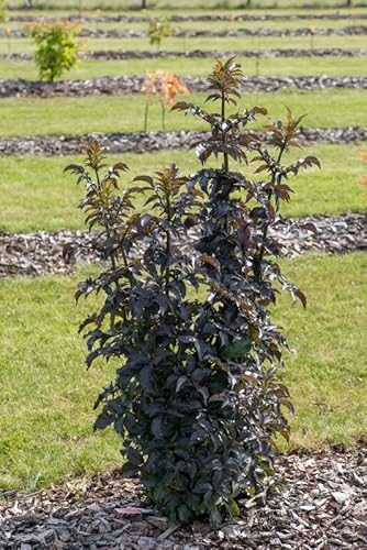 Holunder `Black Tower´, Säulenform, Sambucus nigra, 40-60cm im Topf von Artländer Pflanzenhof