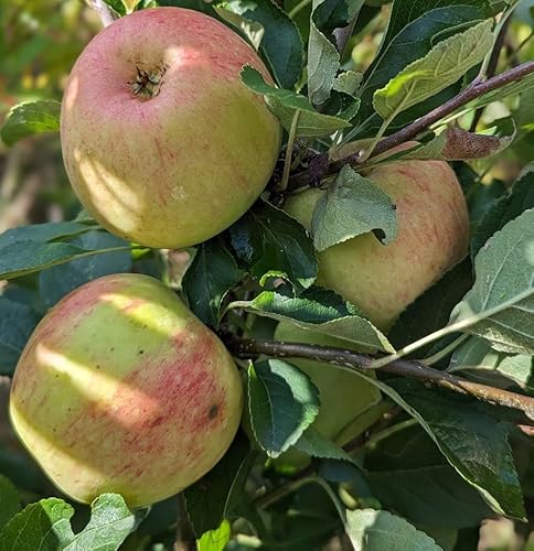 James Grieve, Sommerapfel, Buschbaum (kleinbleibend), 120-140cm, im Topf von Artländer Pflanzenhof