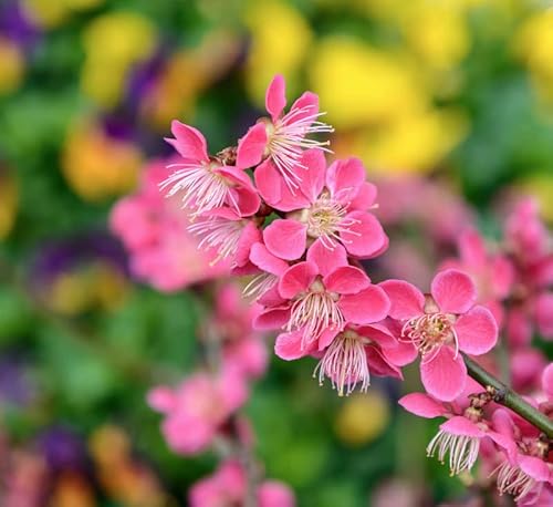 Japanische Zieraprikose `Beni-chi-dori´, Prunus mume, 80-100cm im Topf von Artländer Pflanzenhof