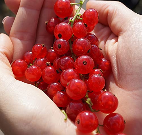 Jonkheer van Tets, rote Johannisbeere, Frühsorte, Busch, 60cm im Topf von Artländer Pflanzenhof