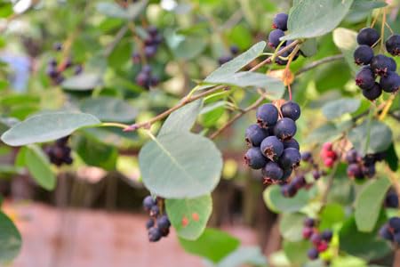 Kompakte Felsenbirne `Greatberry Garden´, Amelanchier alnifolia, 40-80cm im 5Liter Topf von Artländer Pflanzenhof