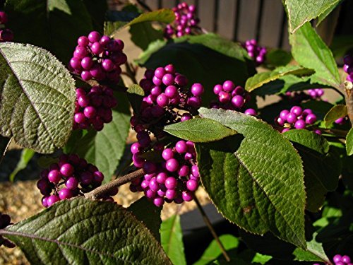 Liebesperlenstrauch, Schönfrucht, Callicarpa bodinieri, 60-80cm im Topf von Artländer Pflanzenhof