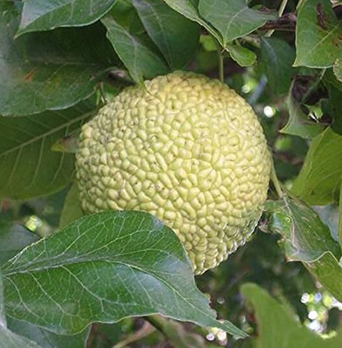 Milchorange, Osagedorn, Maclura pomifera, Pflanze 50-60cm im Topf von Artländer Pflanzenhof