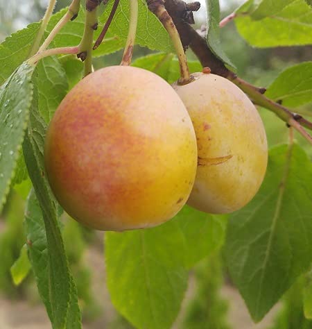 Mirabelle `Aprimira´, Aprikosenmirabelle, Buschbaum (kleinbleibend), 120-140cm im 10L-Topf von Artländer Pflanzenhof