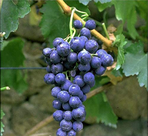 New York Muscat, pilzfeste Weinrebe, rötlich-blaue Beeren, 60-80cm im 9x9cm-Topf von Artländer Pflanzenhof