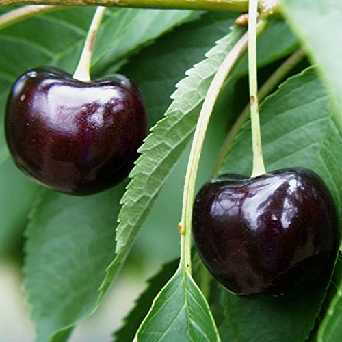 Oktavia, Süßkirsche, kleinbleibender Obstbaum, Liefergröße 120-140cm im Topf Oktavia, Süßkirsche, kleinbleibender Obstbaum, Liefergröße 120-140cm im Topf von Artländer Pflanzenhof