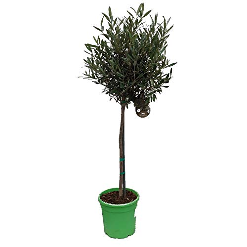 Olivenbaum, kräftiges Stämmchen, 100-120cm im Topf, Olea europea von Artländer Pflanzenhof