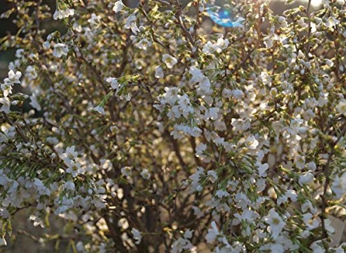 Prunus incisa `Kojou no mai´, Geschlitzte Zierkirsche, gut verzweigt, 40-60cm im Topf von Artländer Pflanzenhof