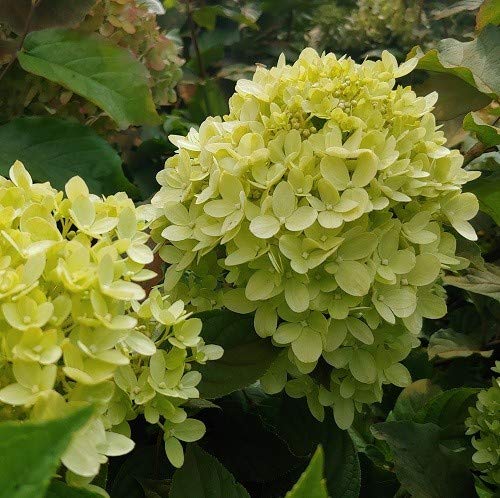 Rispenhortensie `Little Lime´, Hydrangea paniculata, ca. 40-60cm, im Topf Rispenhortensie `Little Lime´, Hydrangea paniculata, ca. 40-60cm, im Topf von Artländer Pflanzenhof