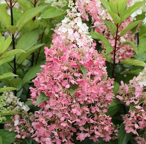 Rispenhortensie Pinky Winky®, Hydrangea, 40-60cm im Topf von Artländer Pflanzenhof