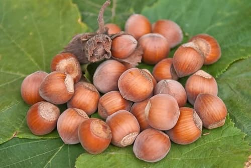 Rote Zellernuss, rotblättrige Haselnuss, Strauch, 80-100cm im großen Topf von Artländer Pflanzenhof