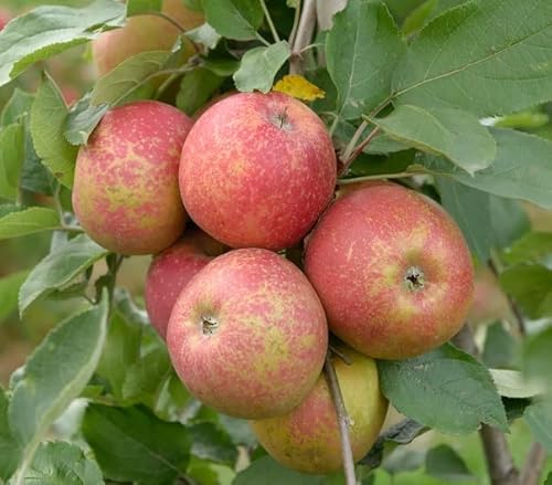 Roter Boskoop, Winterapfel, Buschbaum (kleinbleibend), 120-140cm, im Topf von Artländer Pflanzenhof