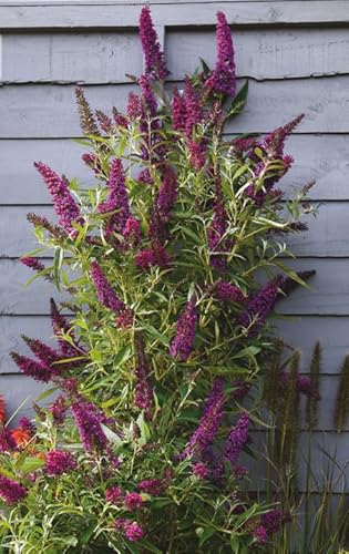 Säulen-Sommerflieder `Butterfly Tower´, Buddleja davidii, 20-60cm im 3L-Topf Säulen-Sommerflieder `Butterfly Tower´, Buddleja davidii, 20-60cm im 3L-Topf von Artländer Pflanzenhof