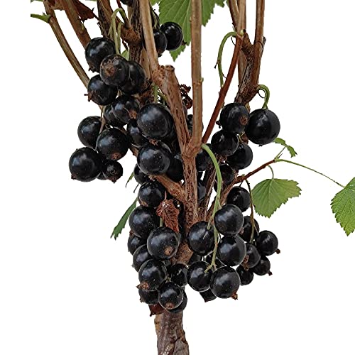 Schwarze Johannisbeere `Cassissima® Black Marble´, Buschform, 40-60cm im 3L-Topf von Artländer Pflanzenhof