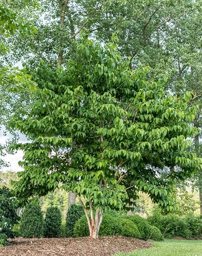 Sieben Söhne des Himmels Strauch, Heptacodium miconioides, 60-80cm, 3L Topf Sieben Söhne des Himmels Strauch, Heptacodium miconioides, 60-80cm, 3L Topf von Artländer Pflanzenhof