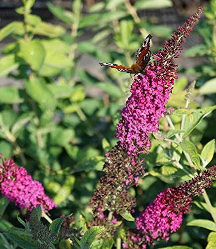 Sommerflieder / Schmetterlingsstrauch `Royal Red´, Buddleja davidii, 60-80cm im Topf von Artländer Pflanzenhof