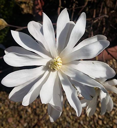 Sternmagnolie, Magnolia stellata, mehrfach verzweigt, ca. 80cm, im Topf von Artländer Pflanzenhof