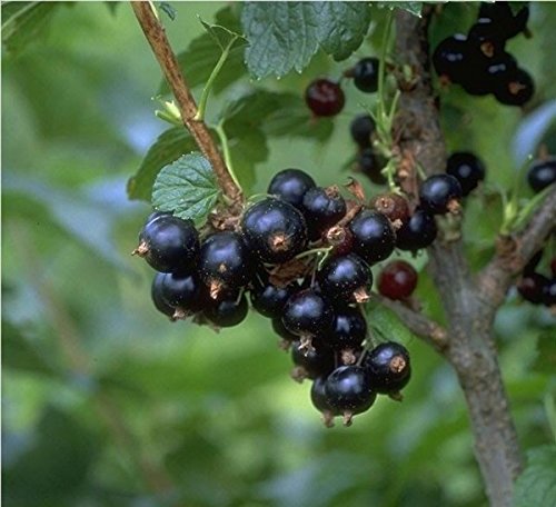 Titania, schwarze Johannisbeere, lange Trauben mit sehr großen Beeren, Busch, 60cm im Topf von Artländer Pflanzenhof